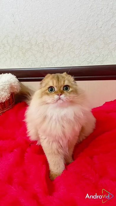 Лагідний хлопчик золота шиншила. Шотландський висловухий Хайленд