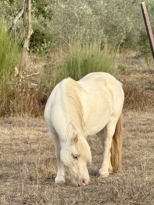 Ponei femea albina