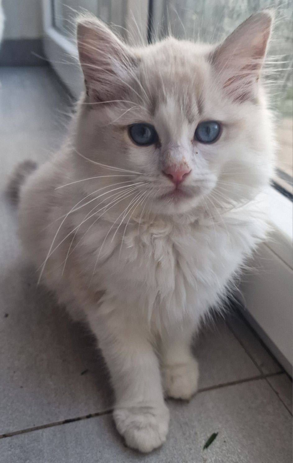 Kotka Ragdoll blue bicolor lynx