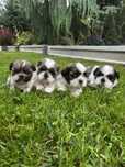 Shihtzu shih tzu niniaturowy szczeniak do rezerwacji
