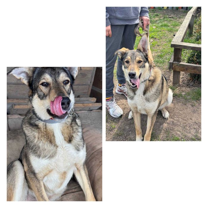 Пес захисник великий класний розумний даром бесплатно