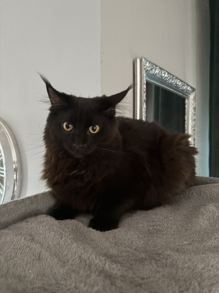 Maine Coon kocurek