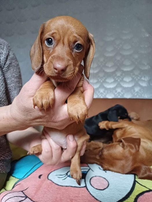 Продам цеценят чистокровних такс