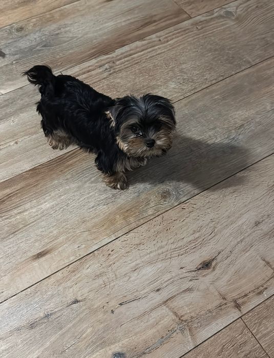 York Yorkshire terrier miniaturka mini 3 miesięczny rodowodowy