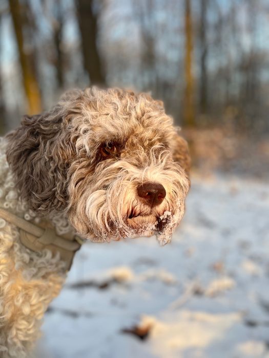 Lagotto Romagnolo - zapowiedź miotu