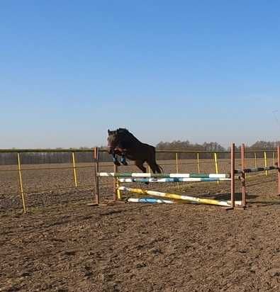 Sprzedam Klacz kuc 140 cm Transport Gratis