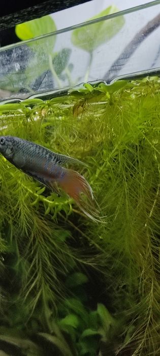 Peixe Paraíso azul casal