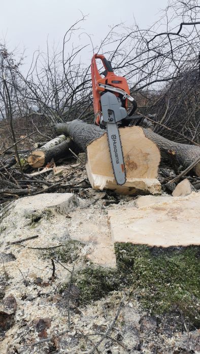 Profesjonalna wycinka drzew