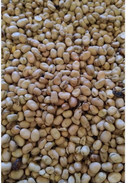 Bobik tegoroczny zbiór