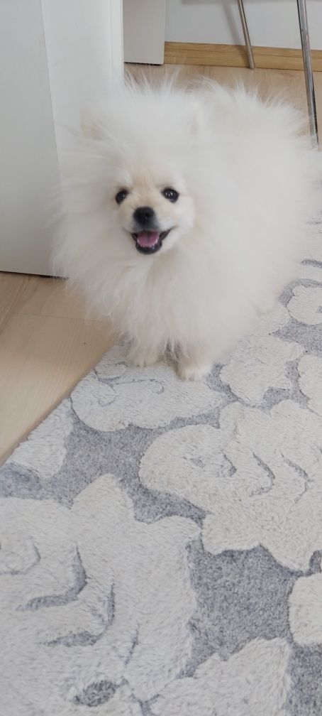 Mini Szpic miniaturowy Pomeranian FCI Chłopak