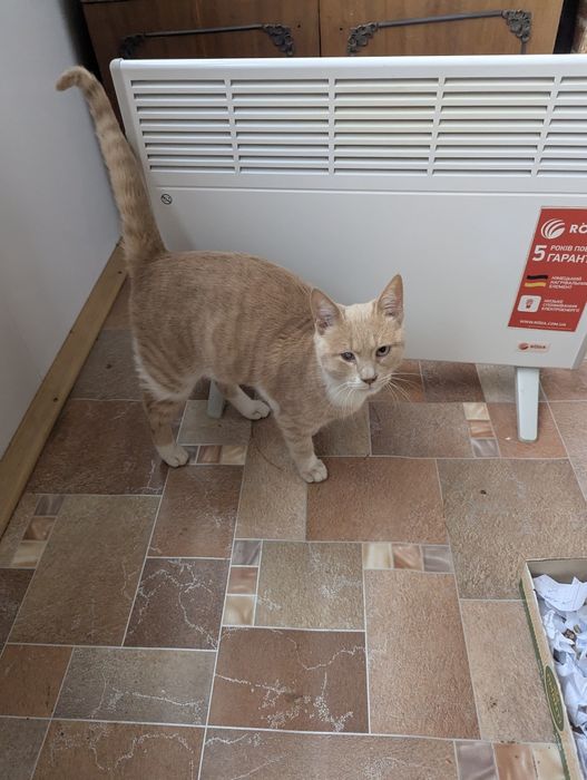 Отдам котика в хорошие руки