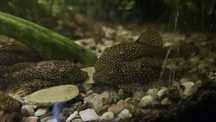 Zbrojnik - ancistrus sp. - glonojad