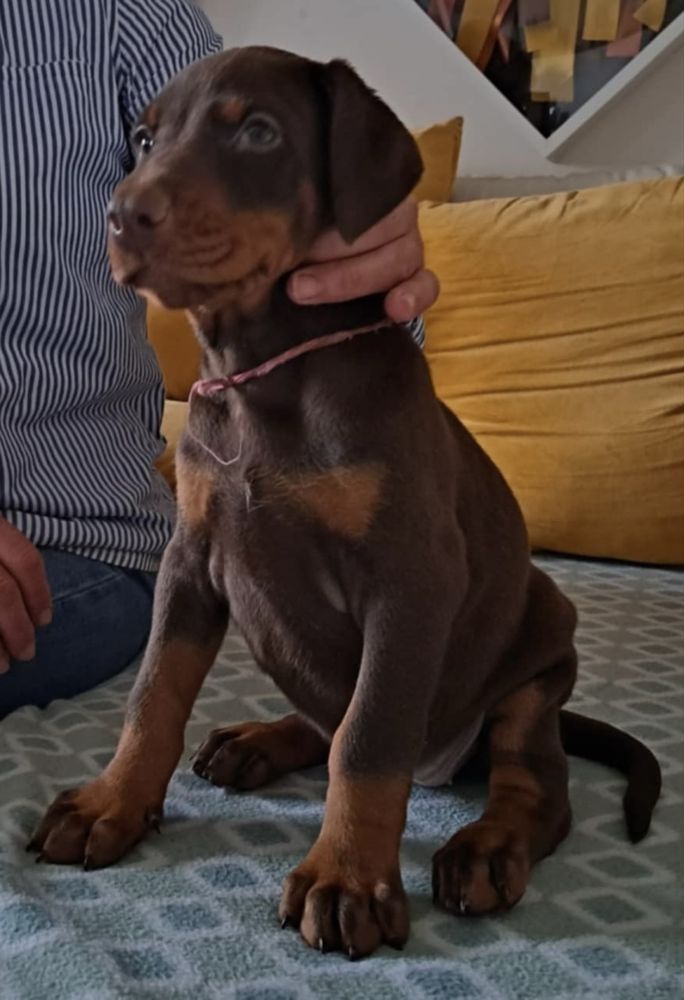 Doberman macho excelente