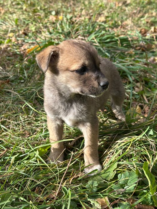Песики шукають сімʼю БЕЗКОШТОВНО