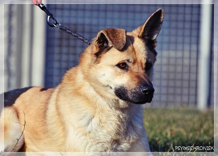 Frytka – uśmiechnięta od klapniętego ucha do ogona