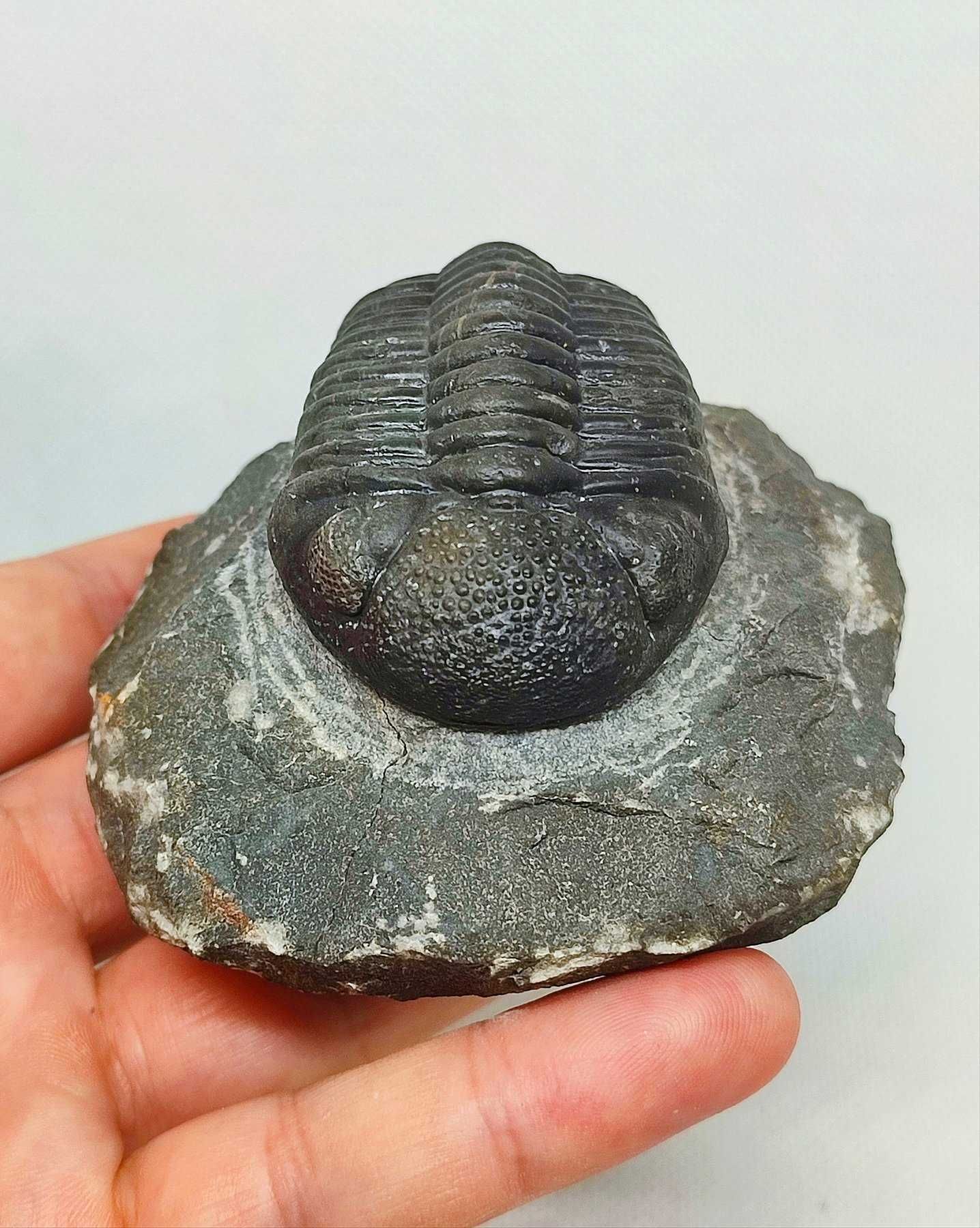 Fóssil autêntico de trilobite Drotops megalomanicus