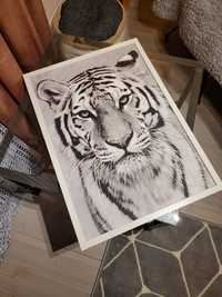 Obraz czarnobiały tygrys, biala rama, duży