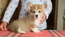 Welsh Corgi Pembroke FCI