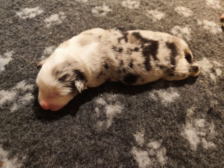 Border collie blue merle