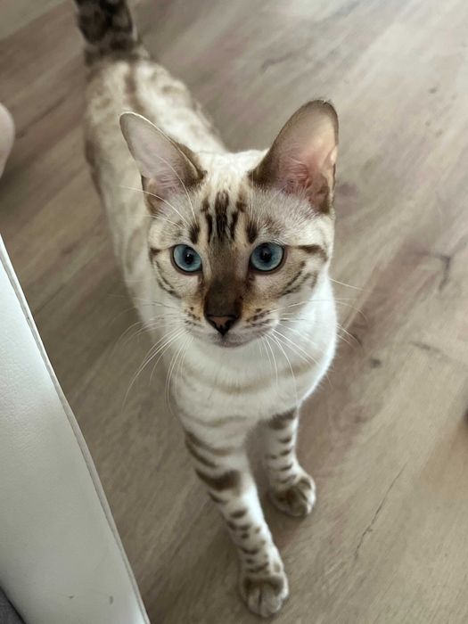 Śnieżna kotka bengalska - Leila Adiali*PL