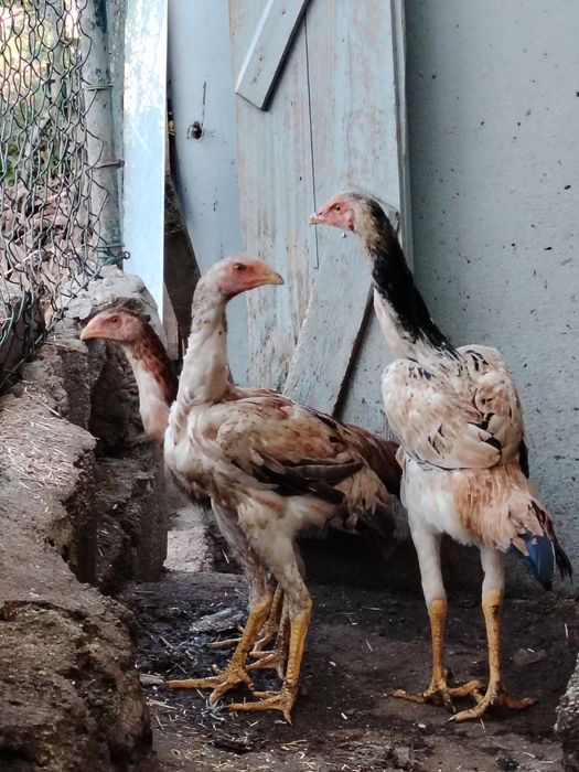 Galinhas Índio Gigante