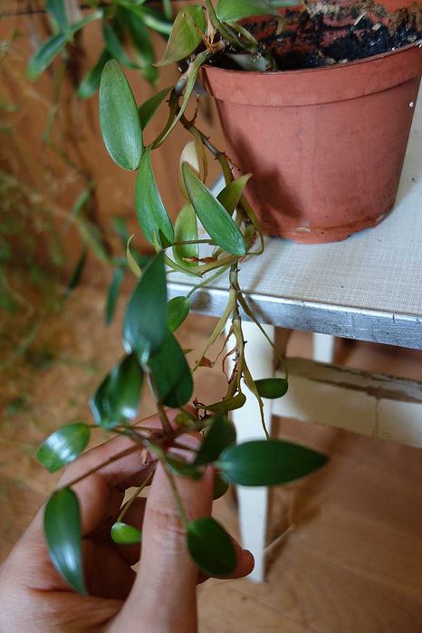 Филодендрон краснеющий, взрослый, 1-2 метра