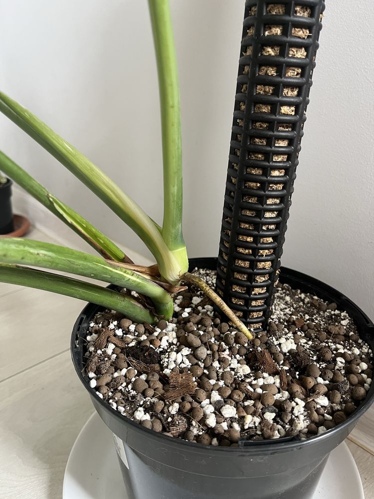 Monstera thai constelation