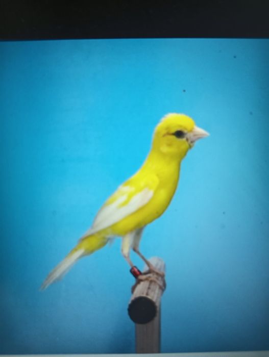 Canários miniaturas