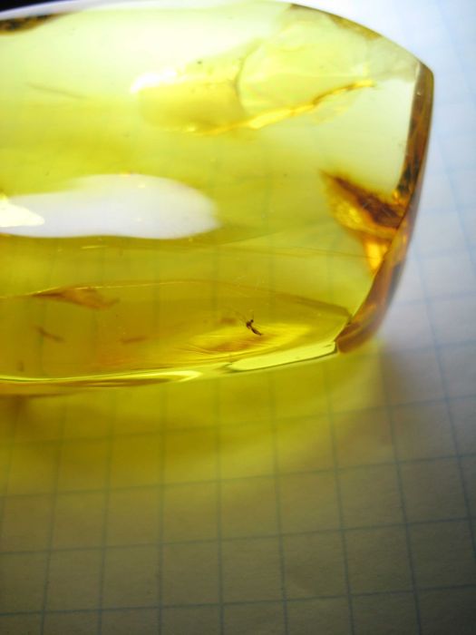 Чудовий подарунок.Янтарь натуральный 28,4 грамма с насекомым внутри