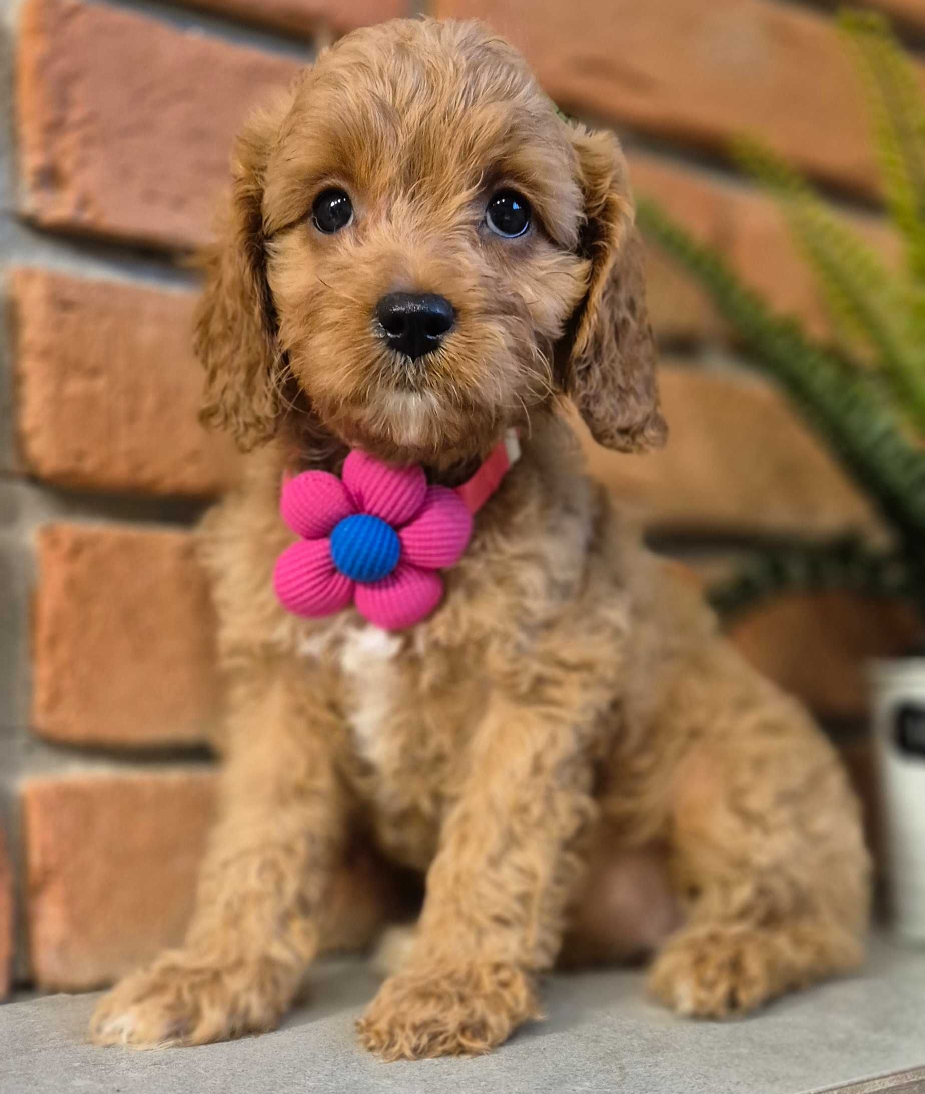 Cavapoo  ostatnia dziewczynka do odbioru