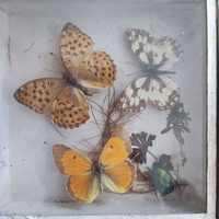 Колекційний набір з картин метеликів
