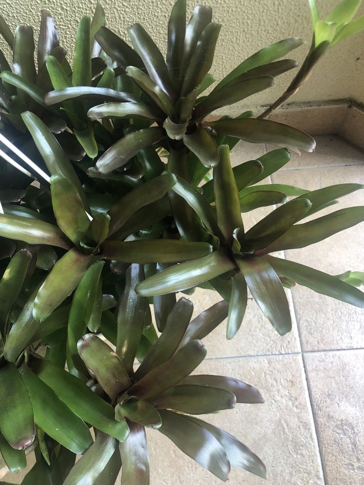 Bromelia fireball