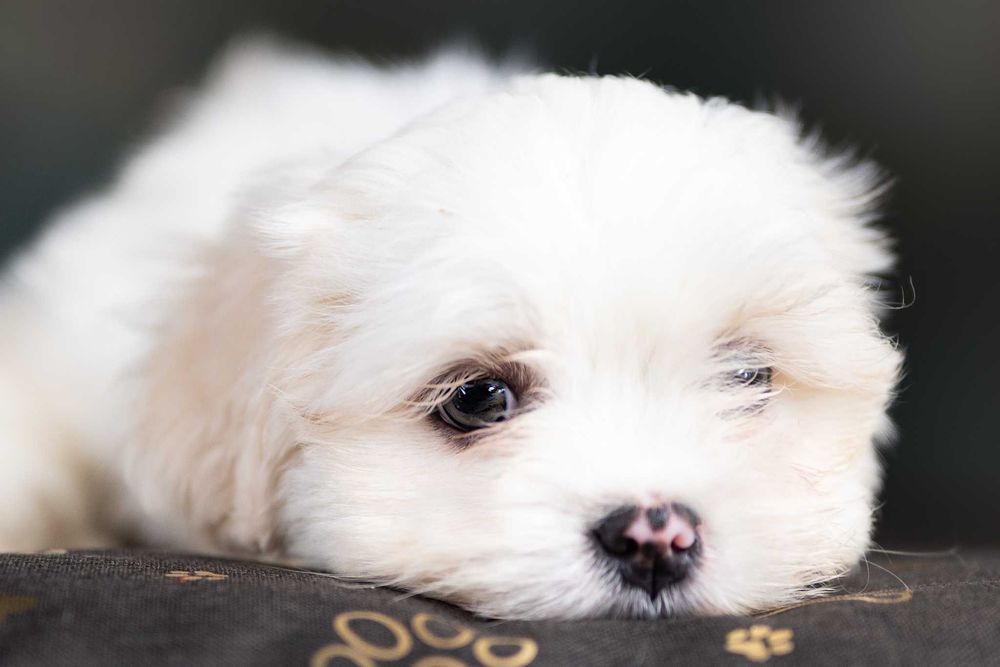 Lhasa Apso - rodowód FCI