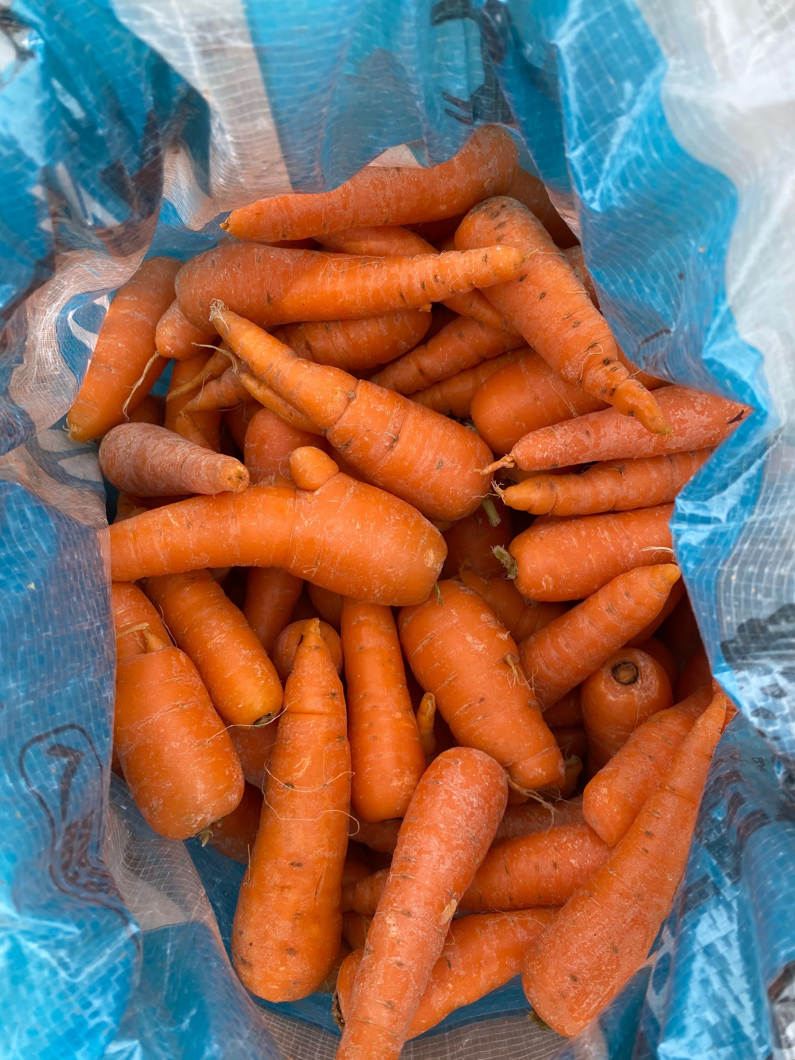 Cenouras para consumo próprio ou animais