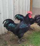 Młode piękne koguty rasy australorp