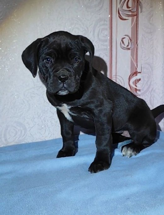 Кане-корсо. Дівчинка,Марфа,,