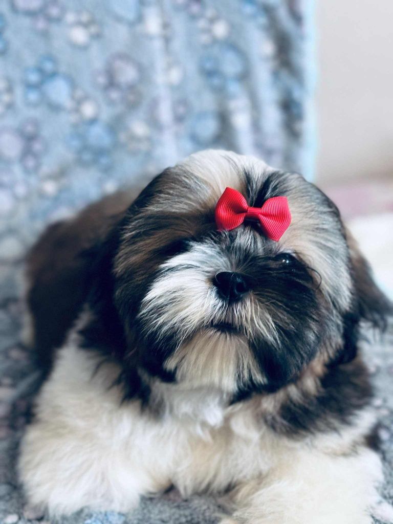 Piesek Nero 4 m-ce shih tzu Zkwp FCI komplet szczepień, szuka domku