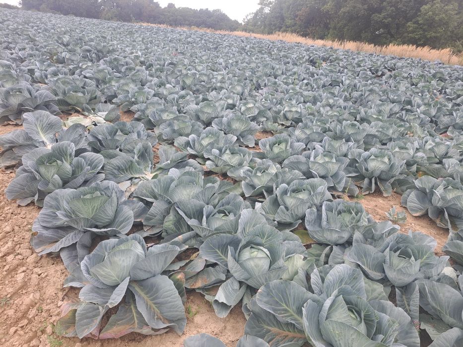 Kapusta biała,czerwona oraz szatkowana