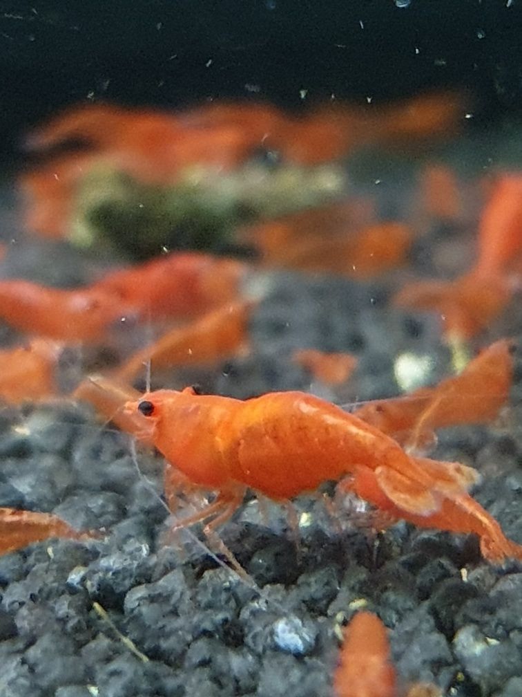 Krewetki czerwone red cherry