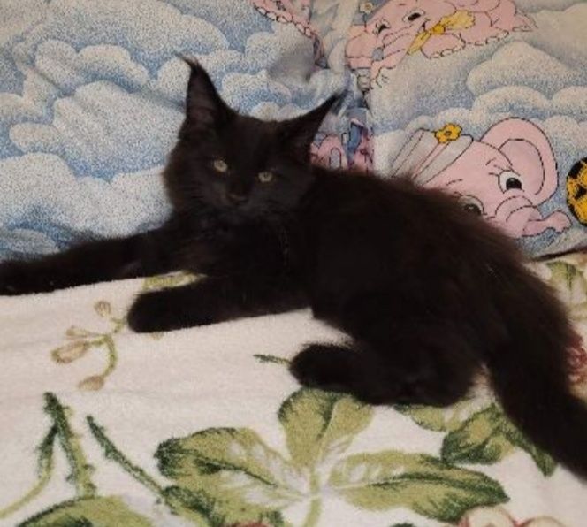 котята мейн-кунов из  международного питомника