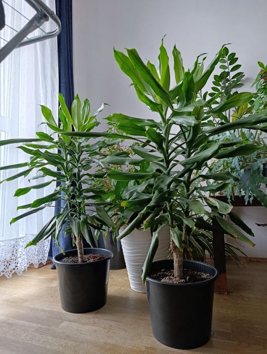 Sprzedam tanio rośliny