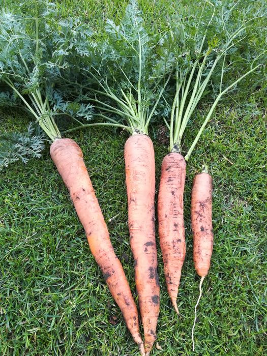 Marchew od rolnika prosto z pola