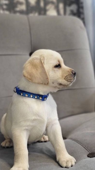 Продам щенков Лабрадор