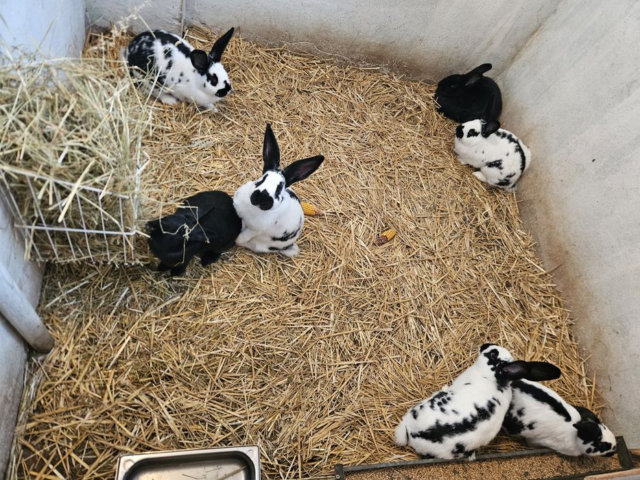 Króliki Srokacze niemieckie