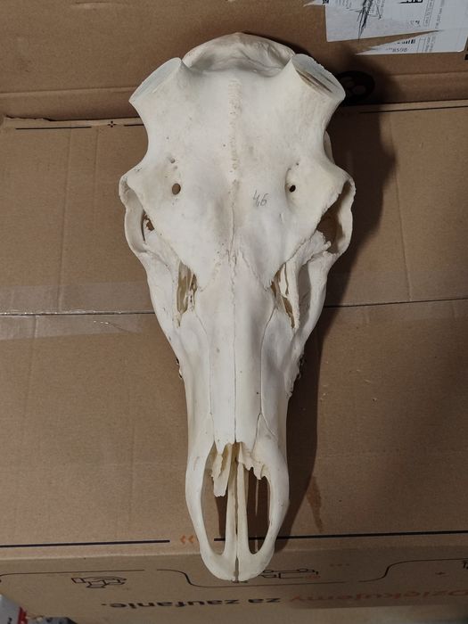 Poroże,Czaszka Jelenia pod zrzuty