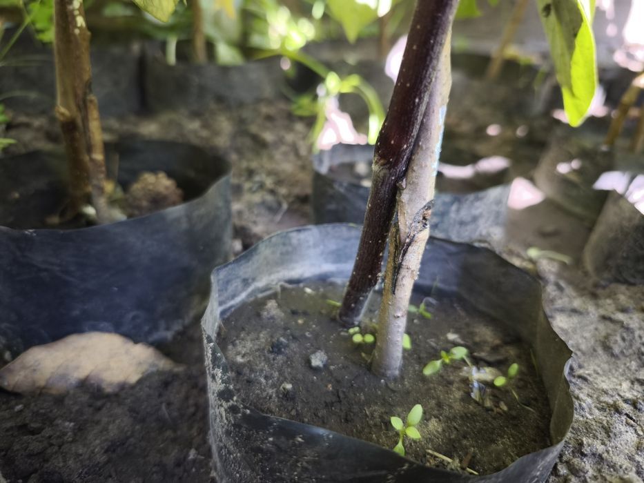 Хурма сорт Соснівська, Сосновская.