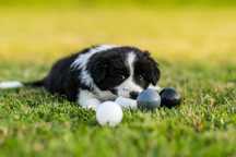 Szczenię Border Collie - Suczka - ZKwP FCI