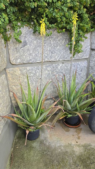 Aloe vera planta