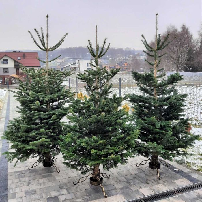 Choinka! Choinki! Ładne, gęste jodły i świerki z dowozem pod dom!