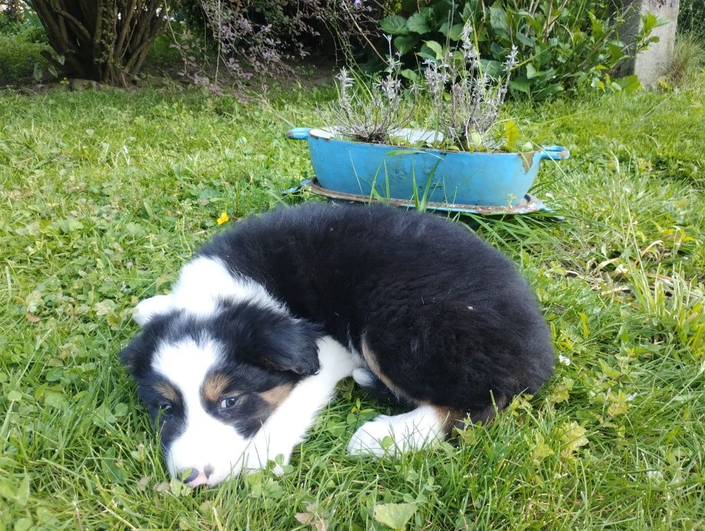 Border Collie śliczny piesek tri-color